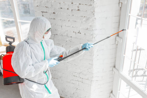 Best Mold Odor Removal Services  in Sands Point, NY