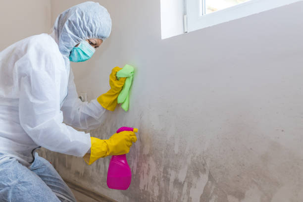 Best Attic Mold Removal  in Sands Point, NY