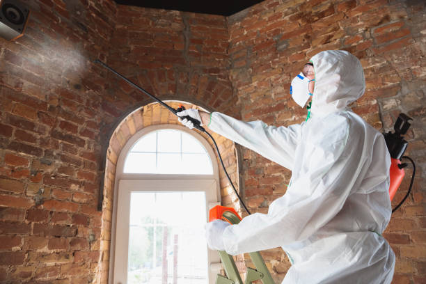 Best Emergency Mold Remediation  in Sands Point, NY