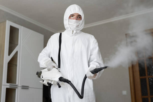 Best Basement Mold Removal  in Sands Point, NY