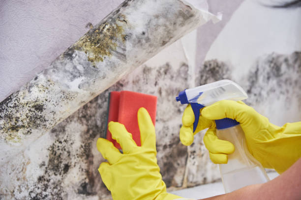 Best Mold Documentation for Insurance Claims  in Sands Point, NY